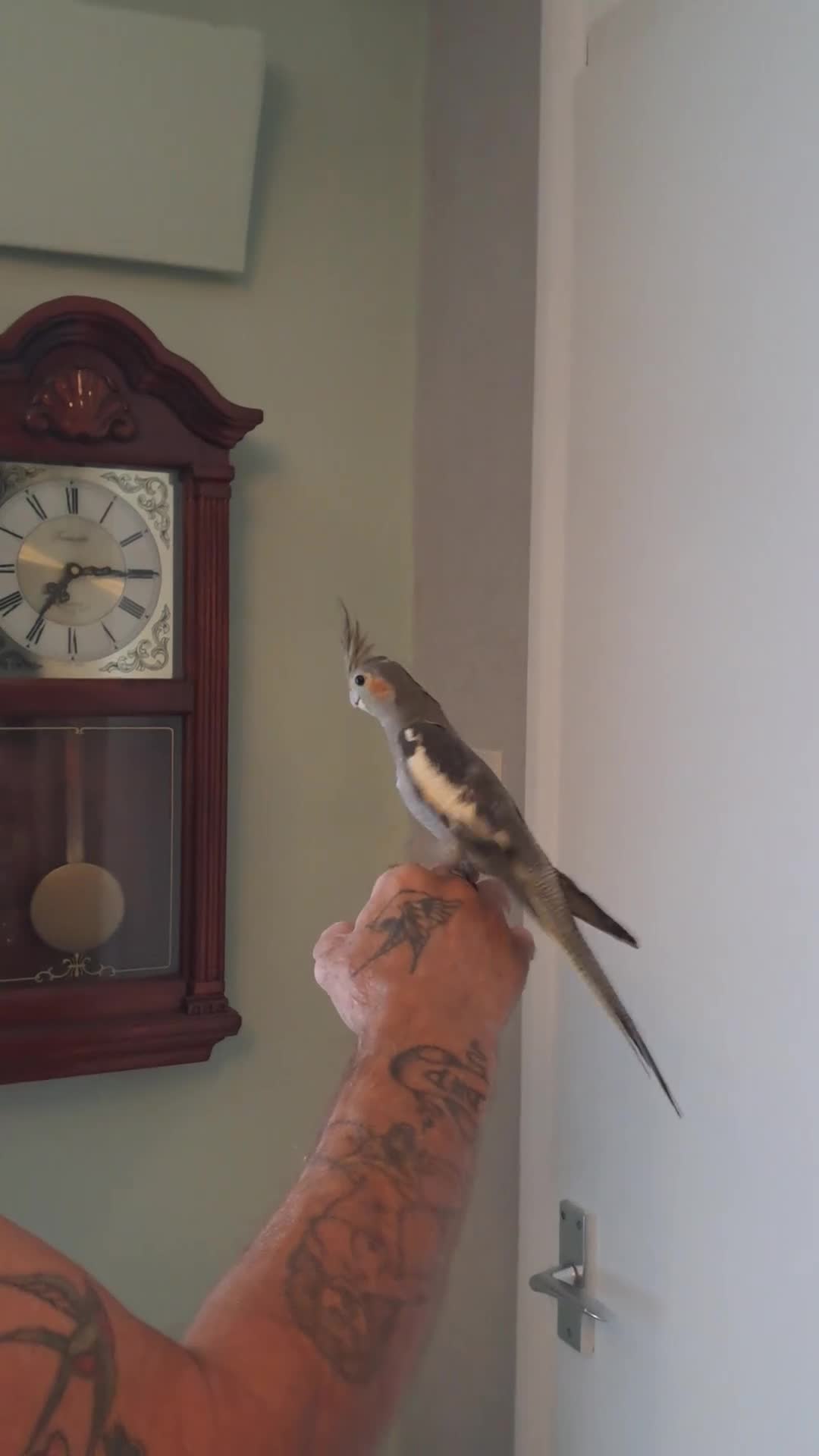 Cockatiels birds for sale: Hand reared baby cocktails lovely birds  - Video 1