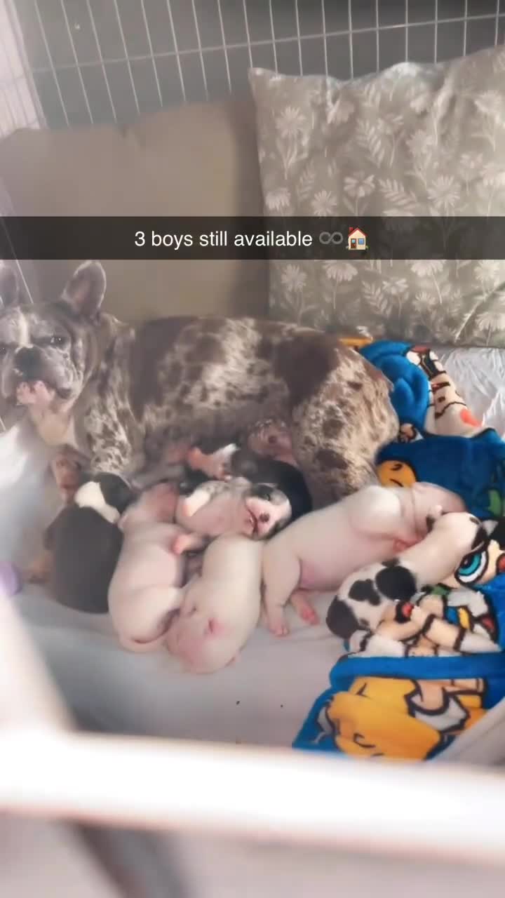Mixed Breed dogs for sale: Frenchie x pocket bully male puppys - Video 1