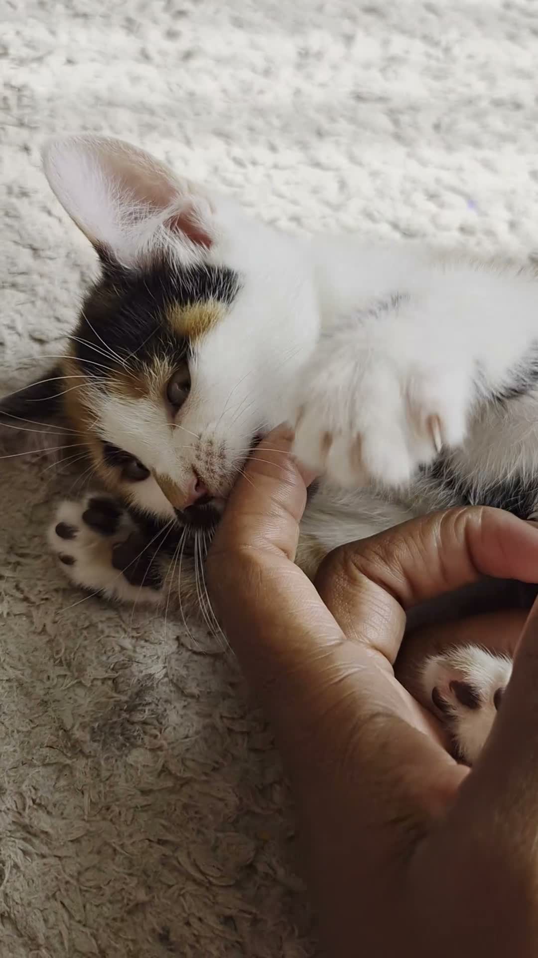 Mixed Breed cats for sale: 2 Beautiful Kittens LEFT!  - Video 2