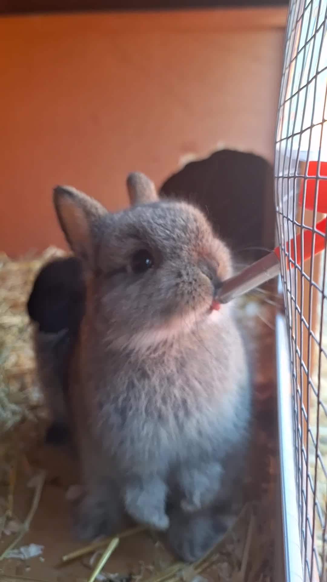 Netherland Dwarf rabbits for sale: Purebred Netherland Dwarf Rabbits - Video 1