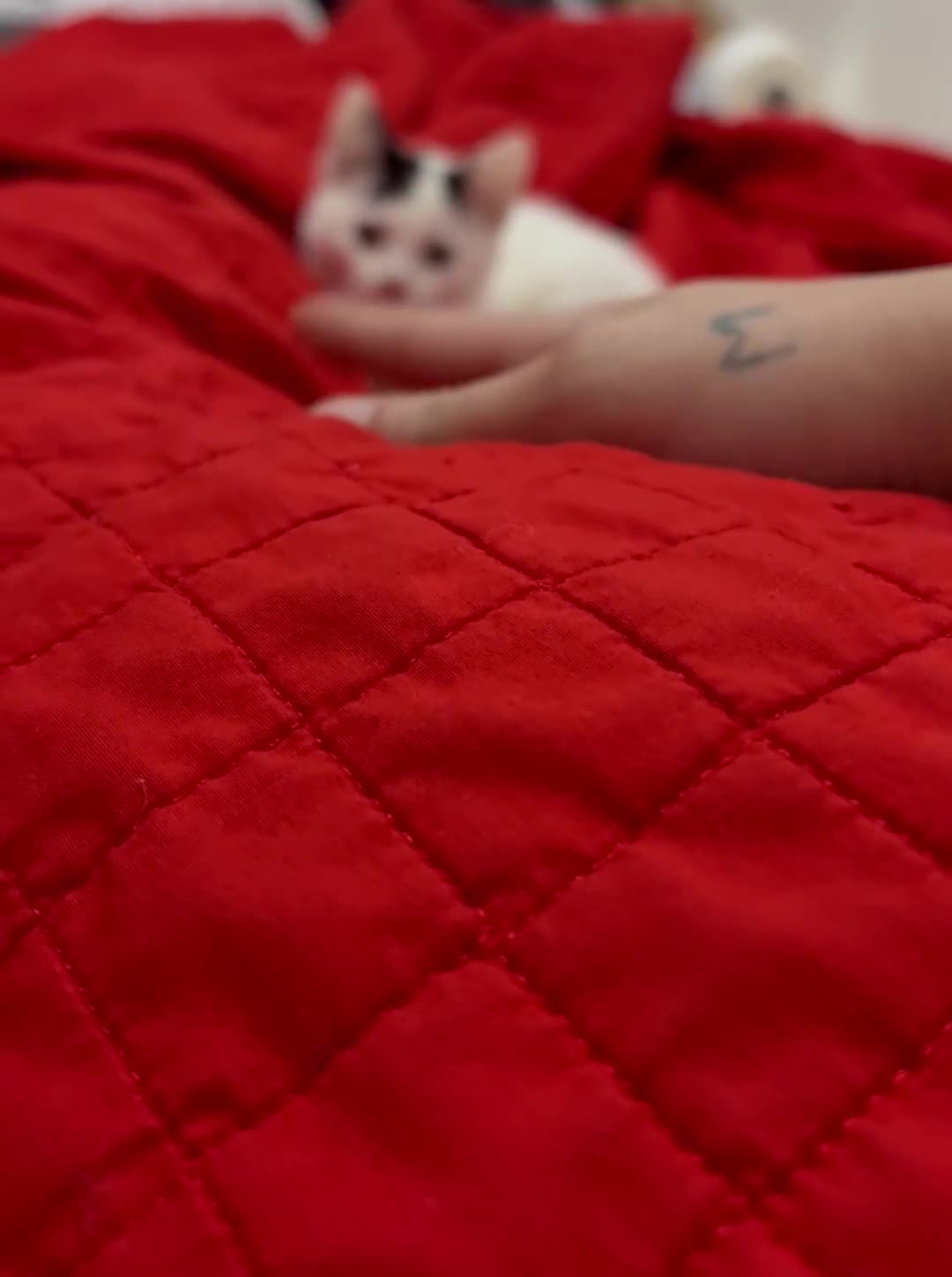 Domestic Shorthair cats for sale: One kitten and one cat (not related  - Video 1