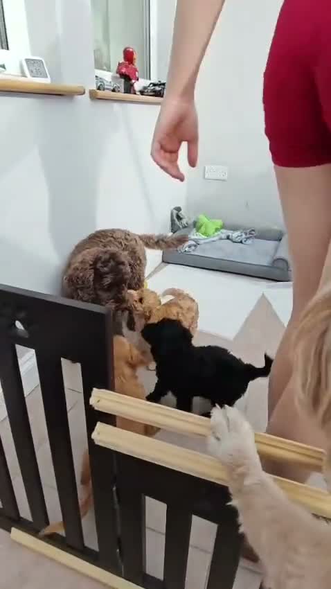 Cockapoo dogs for sale: F2 cockerpoo  - Video 1