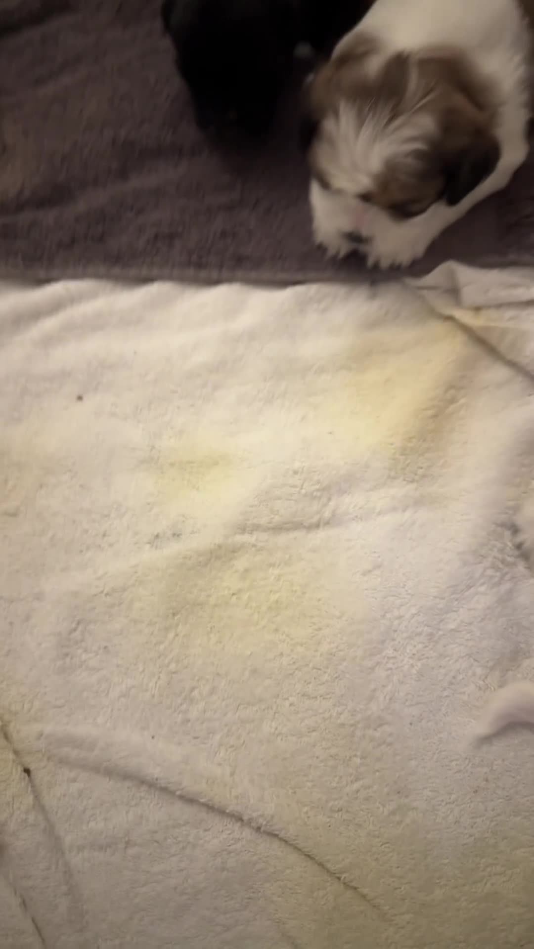 Mixed Breed dogs for sale: Lovely puppies  - Video 3