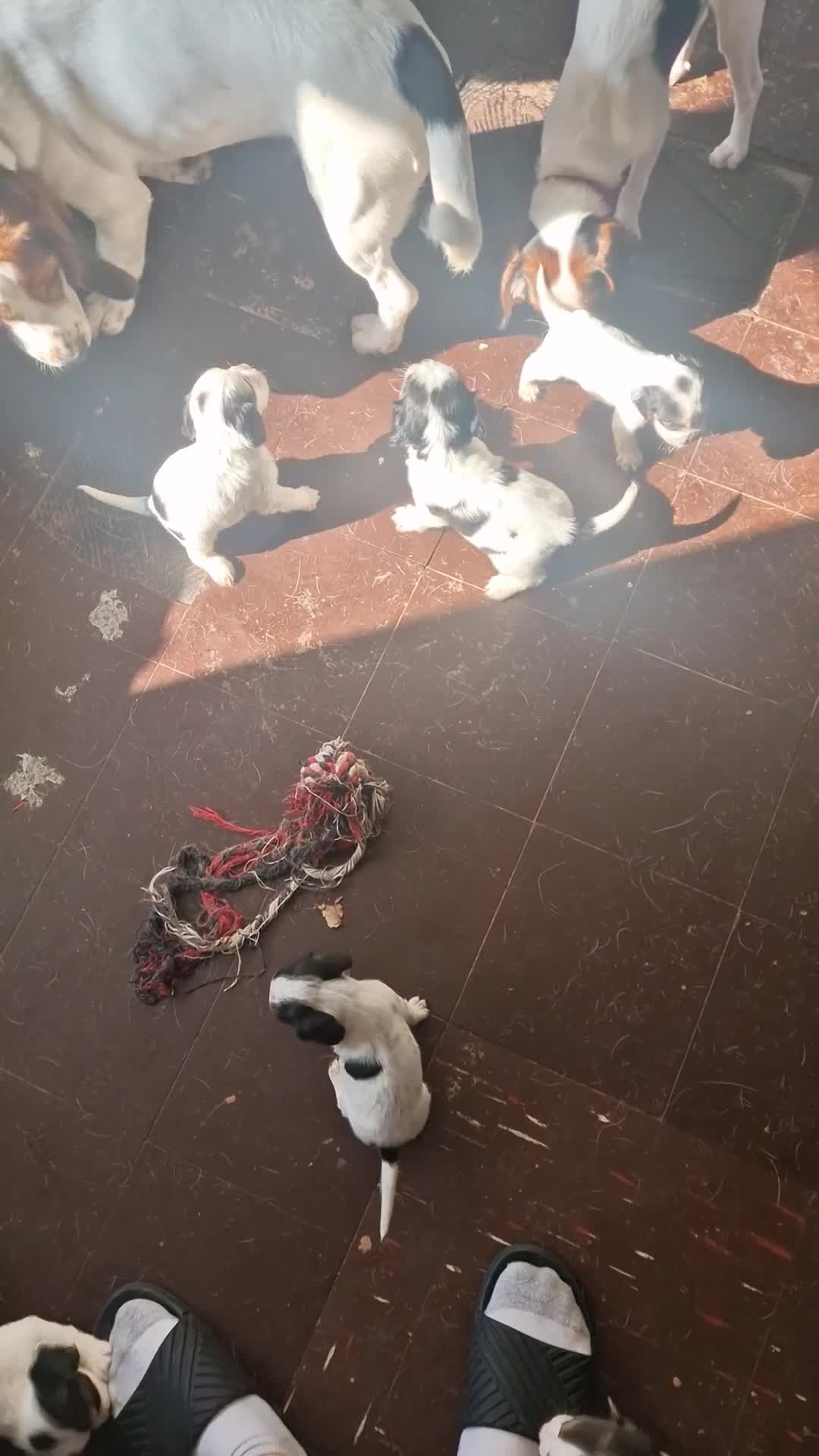 Mixed Breed dogs for sale: Litter of 8 bocker puppies  - Video 1