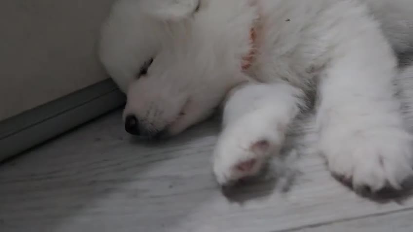 Samoyed dogs for sale: Beautiful Samoyed Puppies! ✨* - Video 1