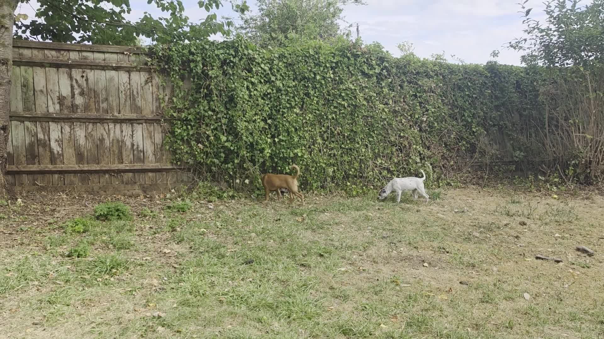 Mixed Breed dogs for sale: Lovely Pups for sale in Marlborough - Video 3