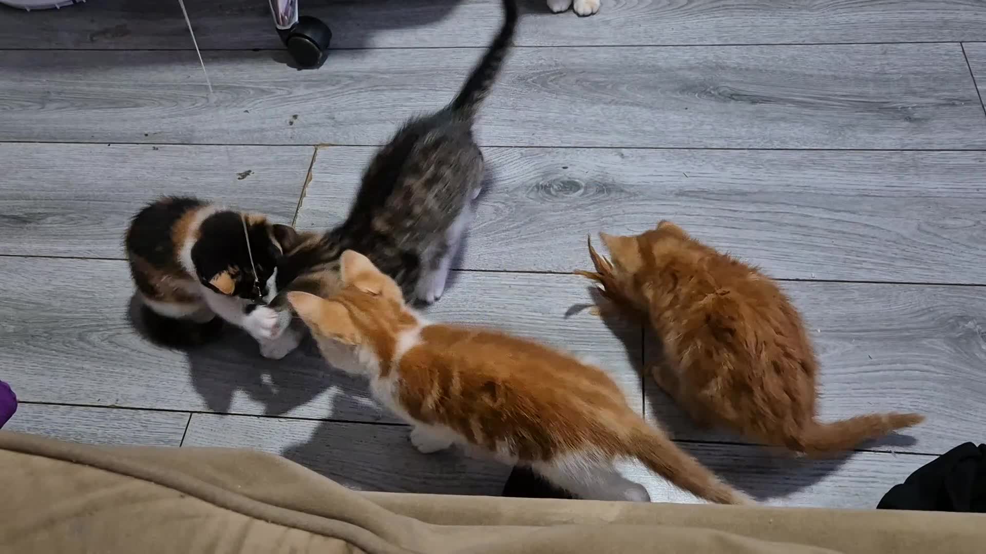 British Shorthair cats for sale: Beautiful Kittens, ready to go - Video 1