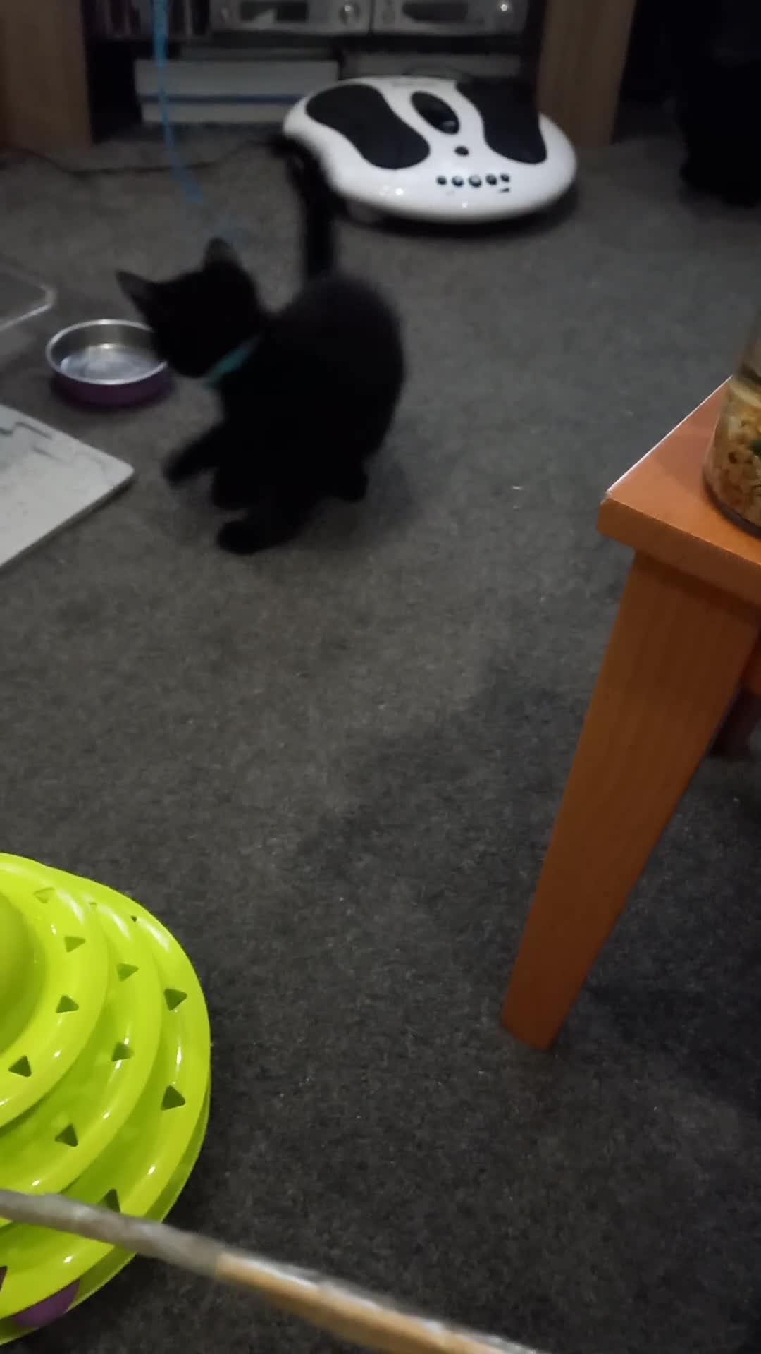 Domestic Shorthair cats for sale: 3 beautiful cuddley crazy kittens looking for you! - Video 2