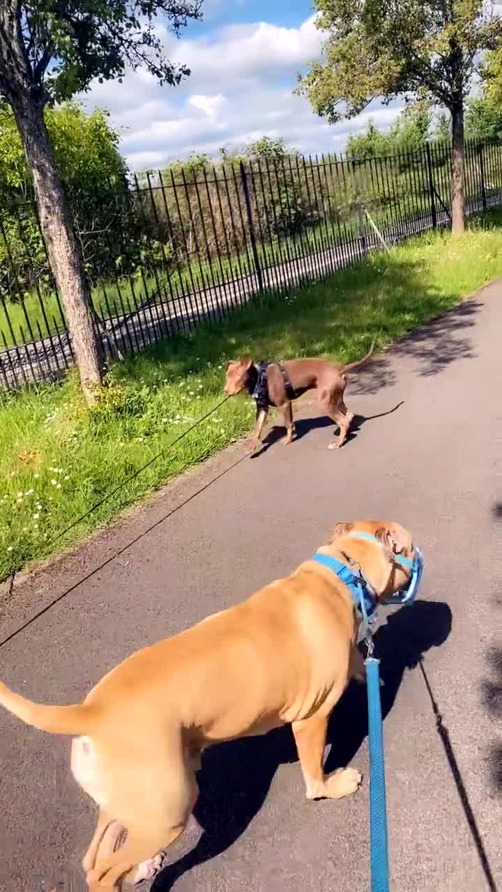 Mixed Breed dogs for sale: 9 month old doberman cross  - Video 2