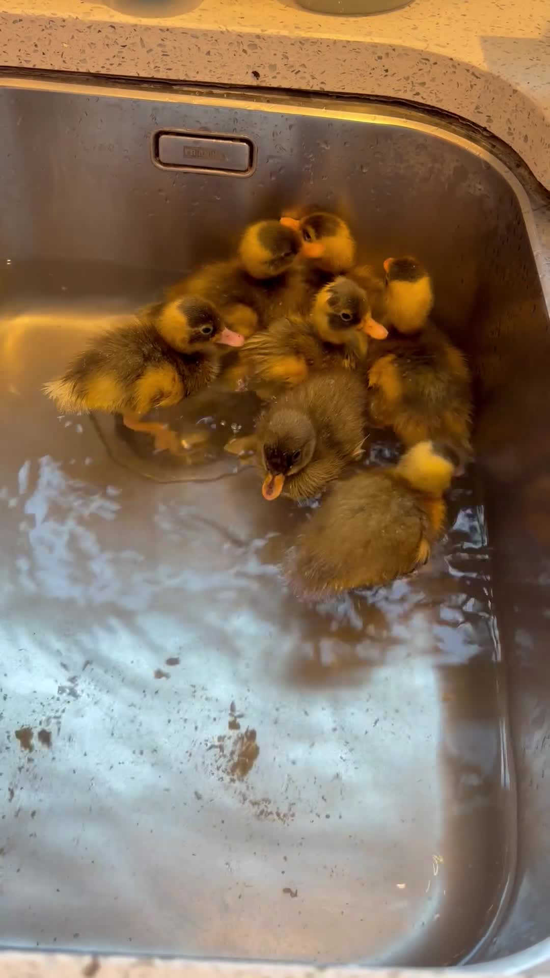 Ducks poultry for sale: Indian Runner Ducklings/ Hatching Eggs  in Poole - Video 1