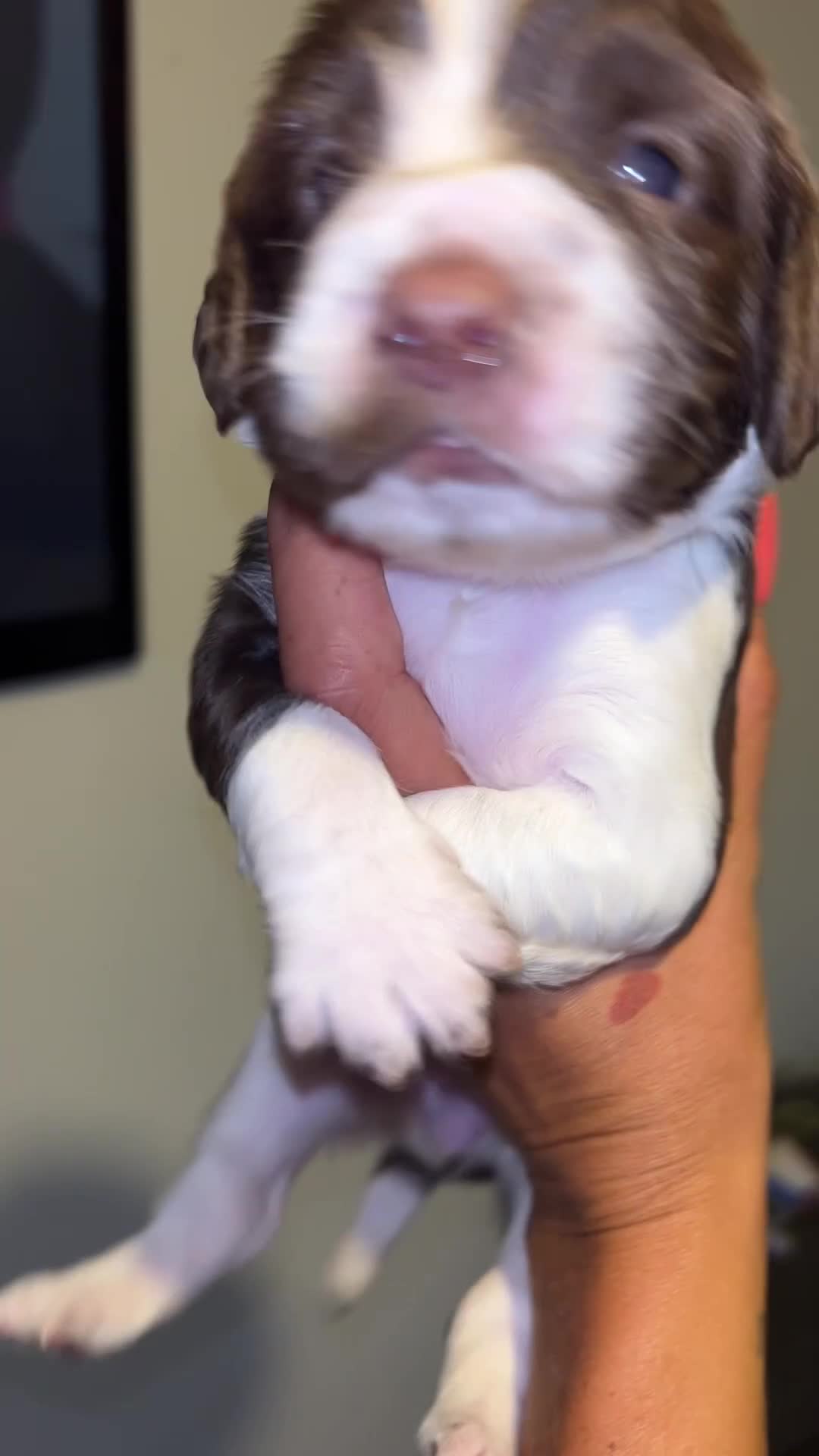 English Springer Spaniel dogs for sale: English Springer Spaniel  - Video 1
