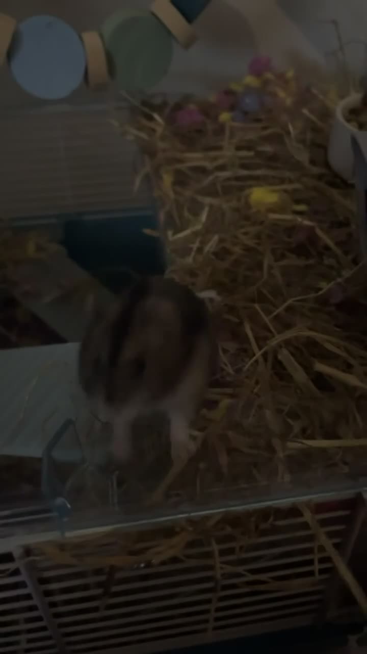 Hamster rodents for sale: pickle in Glasgow - Video 1