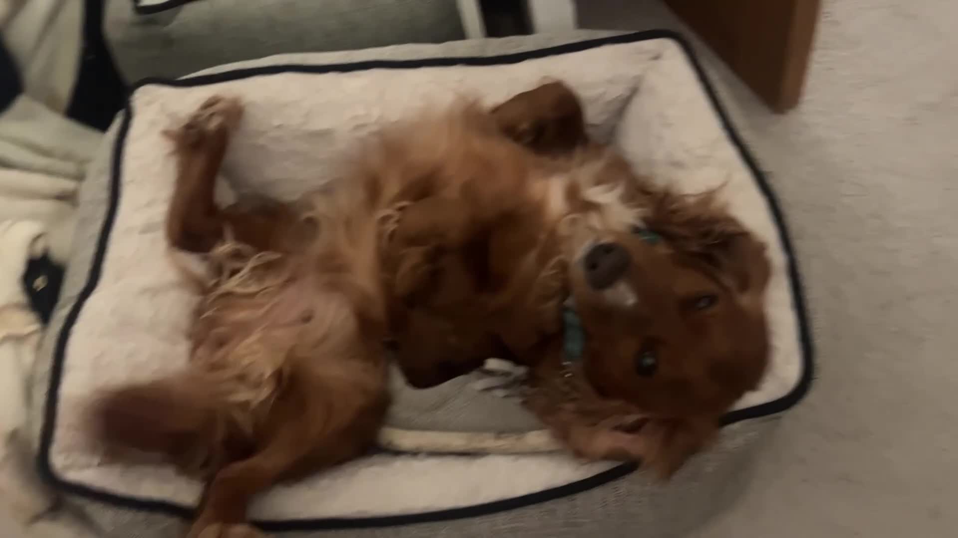 Cocker Spaniel dogs for sale: MISSING - RED WORKING COCKER SPANIEL in Redhill - Video 1