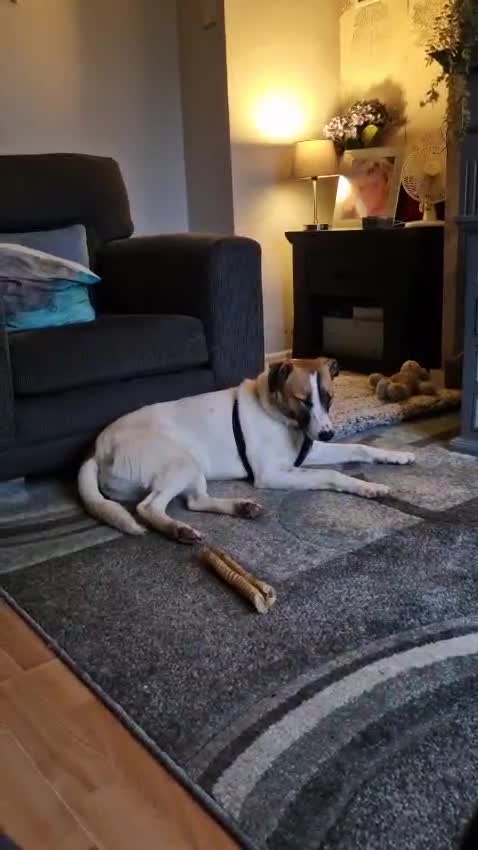 Mixed Breed dogs for adoption: ❤️ZAYKA❤️-12 month, FROM SHY STEPS TO LOYAL LOVE - Video 2