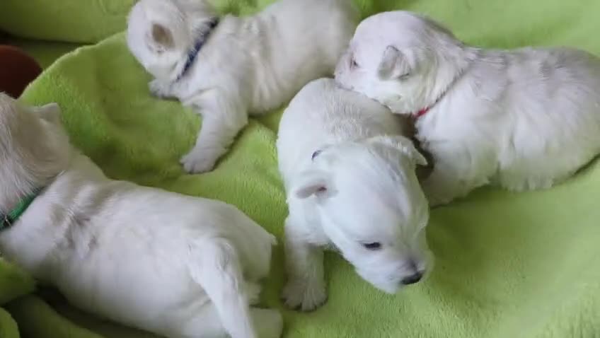 West Highland Terrier dogs for sale: Beautiful KC Registered White WestHighland Terrier - Video 4