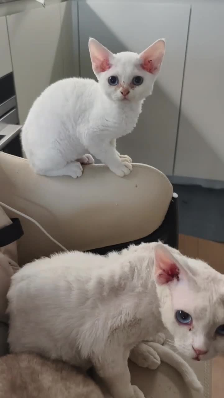 Devon Rex cats for sale: Ready to go home Devon Rex kittens in London.  - Video 2