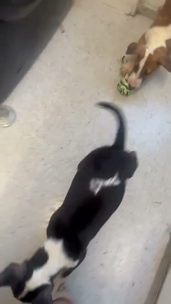 English Bull Terrier dogs for sale: English bull terriers puppies - Video 1