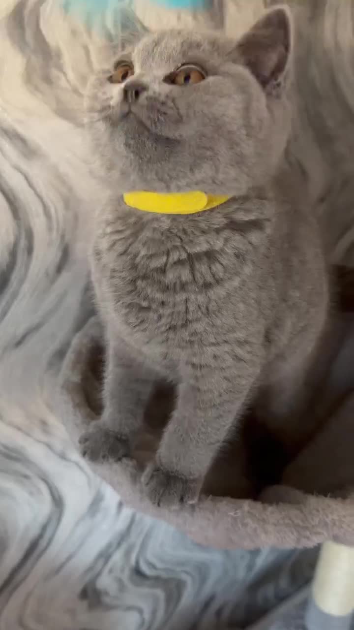 British Shorthair cats for sale: READY- 1 FEMALE-GCCF BRITISH SHORTHAIR - Video 2