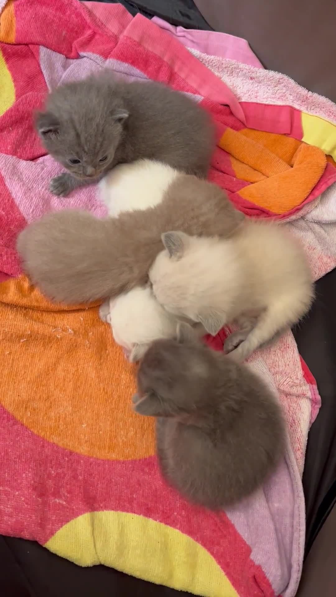 Mixed Breed cats for sale: Beautiful Ragdoll x BSH kittens for sale! - Video 3