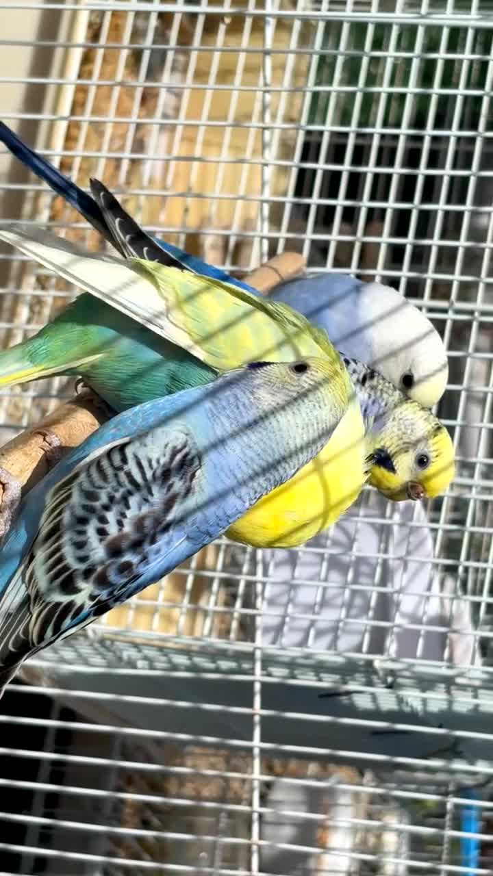 Budgerigars birds for sale: Stunning budgies - Video 1