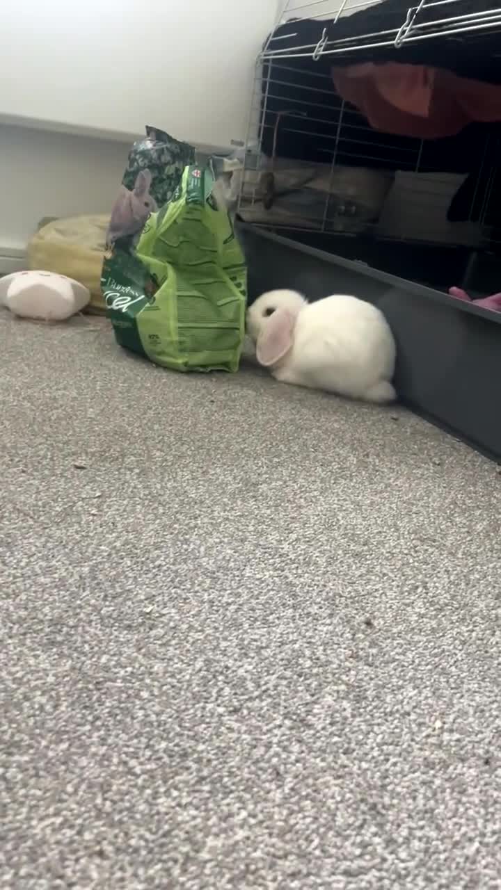 Mini Lop rabbits for sale: Twinkle - Video 2