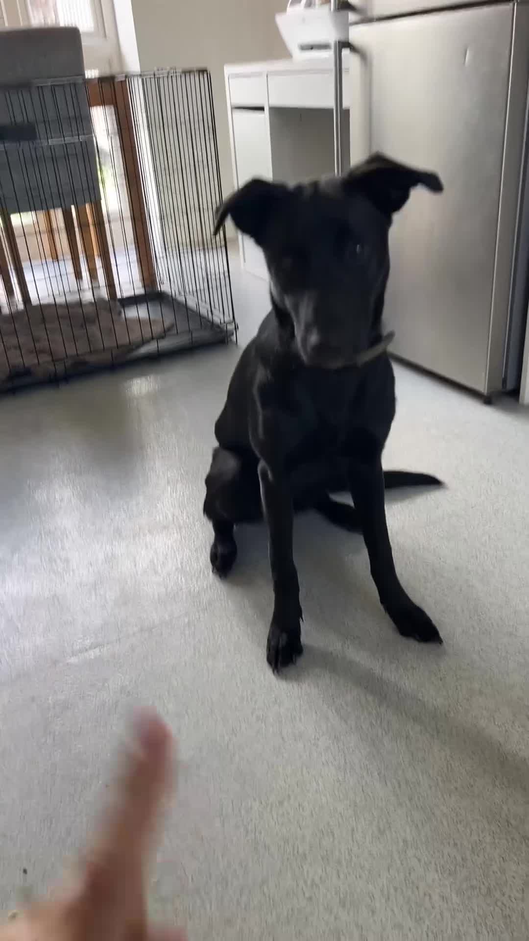 Mixed Breed dogs for sale: Belgian malonios x labrador bitch  - Video 1