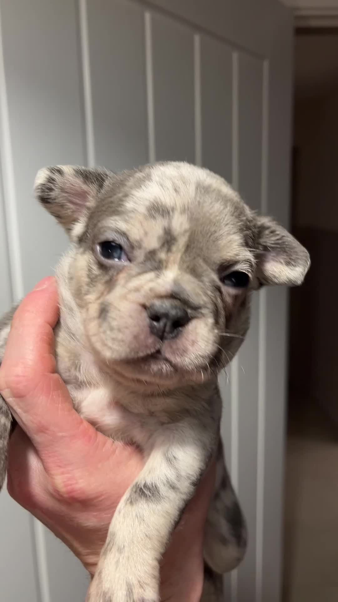 French Bulldog dogs for sale: Pink fluffy mum Merle dad  - Video 2