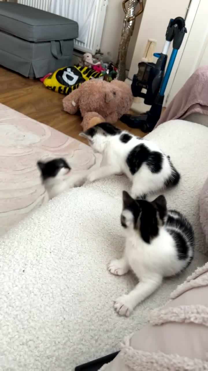 Mixed Breed cats for sale: THREE ADORABLE KITTENS FOR FOREVER HOME - Video 1