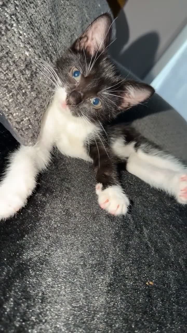 Mixed Breed cats for sale: 4 Adorable Playful Kittens Ready to Go 🐱❤️ in Thornton Heath - Video 3
