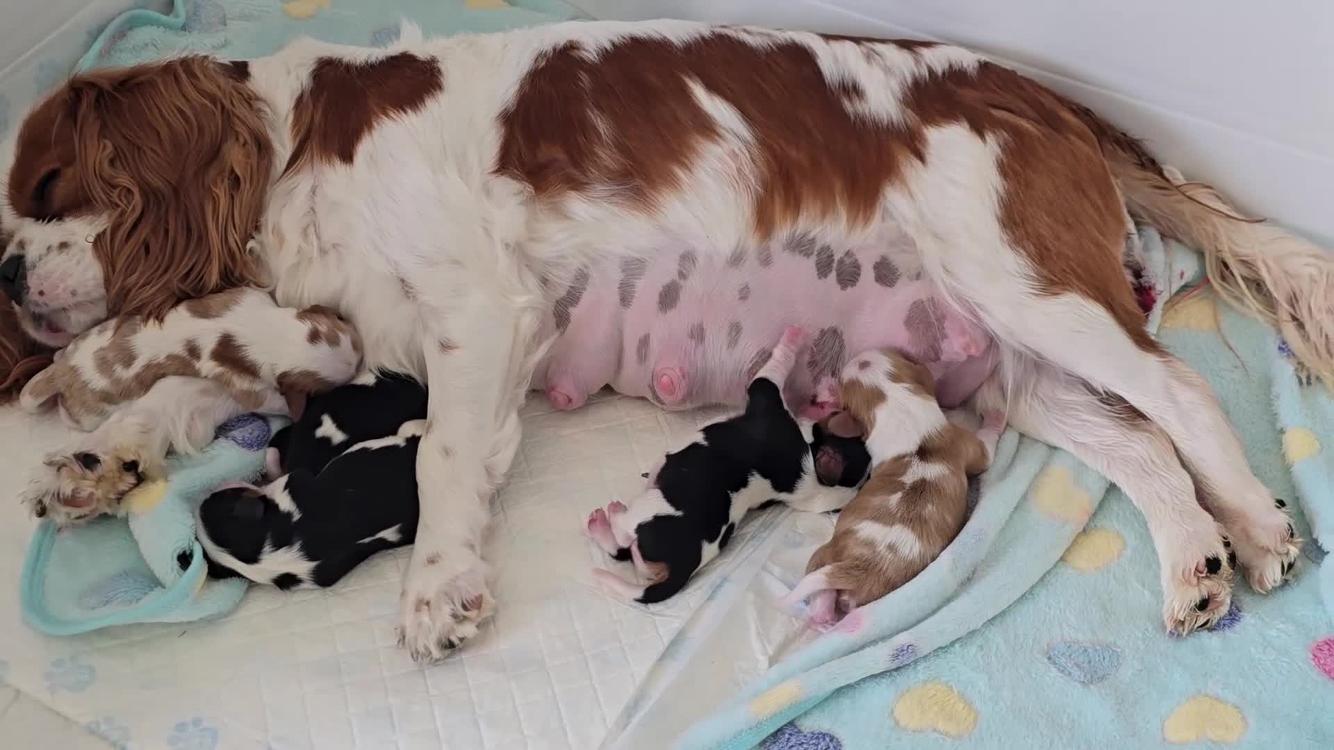 Cavalier King Charles Spaniel dogs for sale: MRI scanned parents fullY health tested - Video 1
