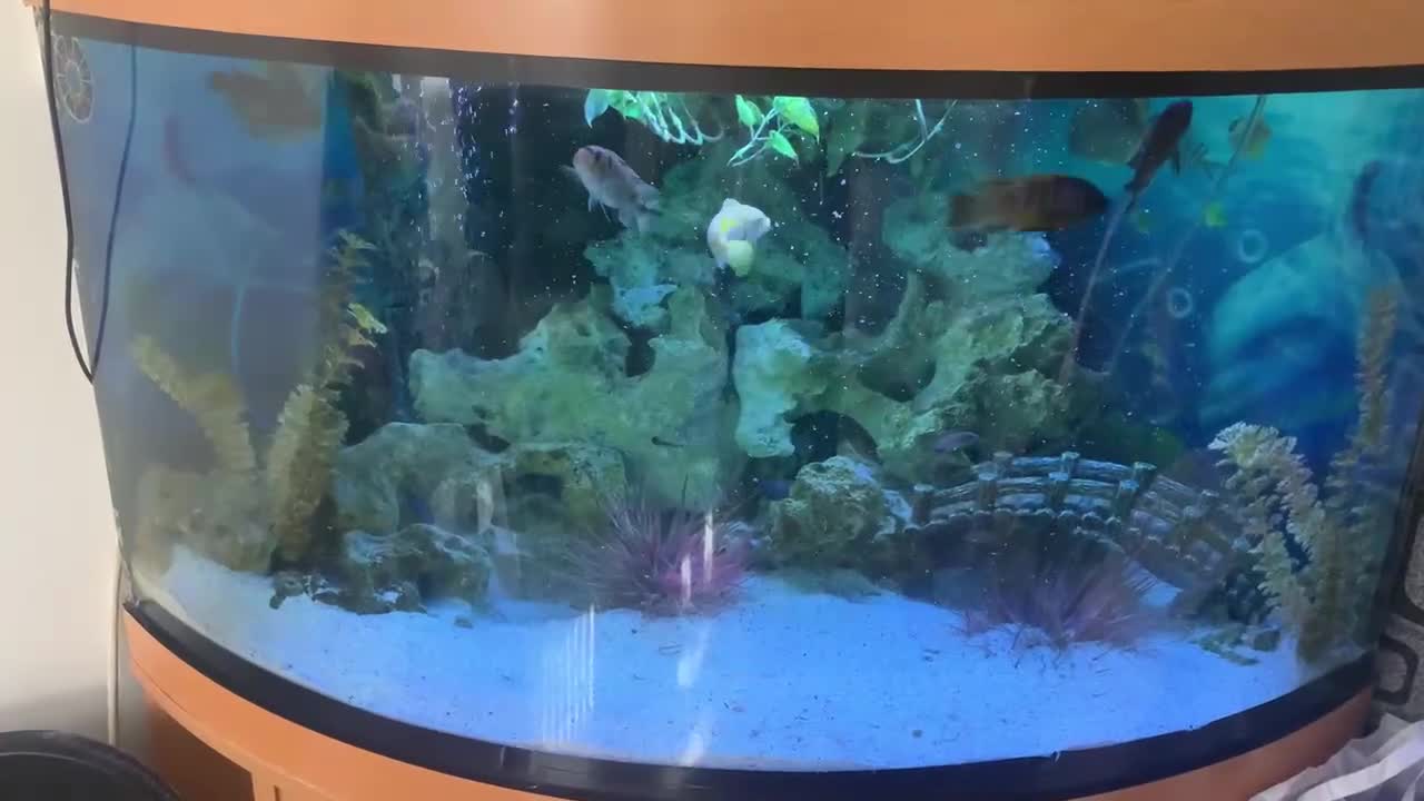 Cichlids fish for sale: Juwel fish tank 180L (Fish included) - Video 2