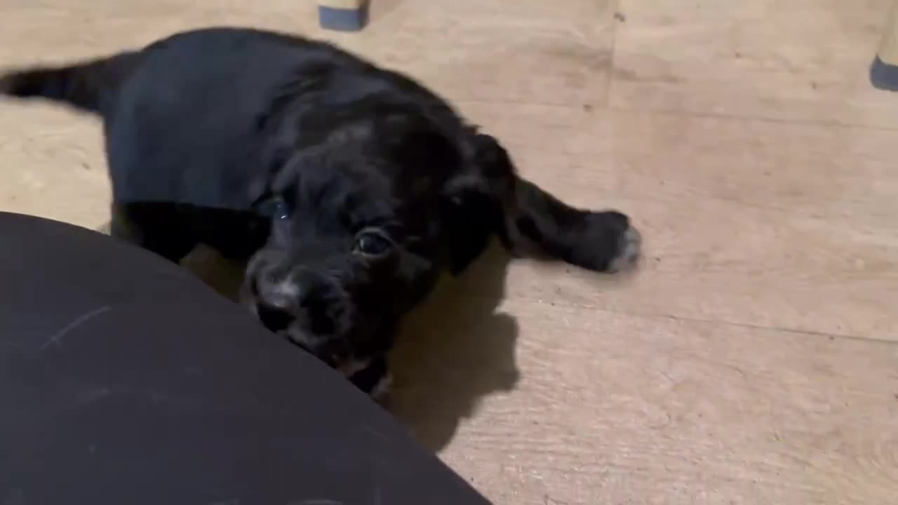 Cocker Spaniel dogs for sale: Working gundog cocker spaniel pups - Video 1