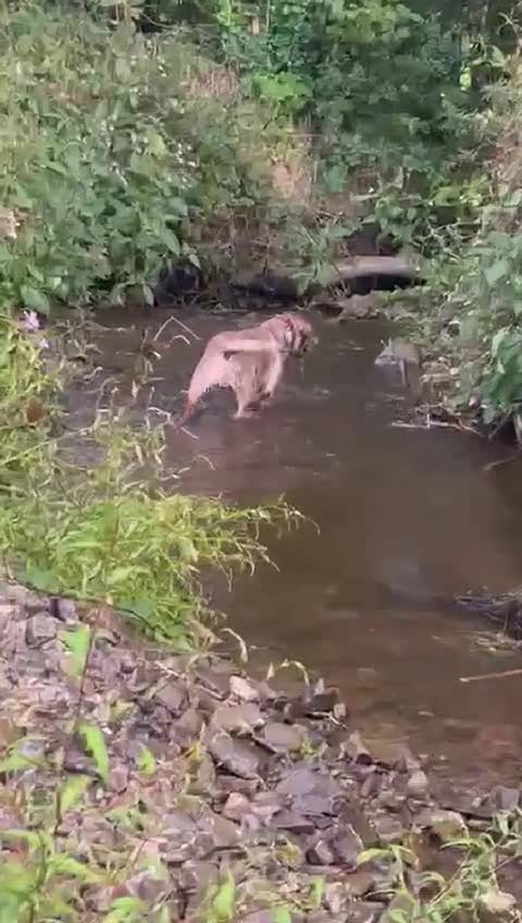 Labrador Retriever dogs for sale: ✨ Beautiful Old-Fashioned Chunky Labrador Puppies✨ - Video 3