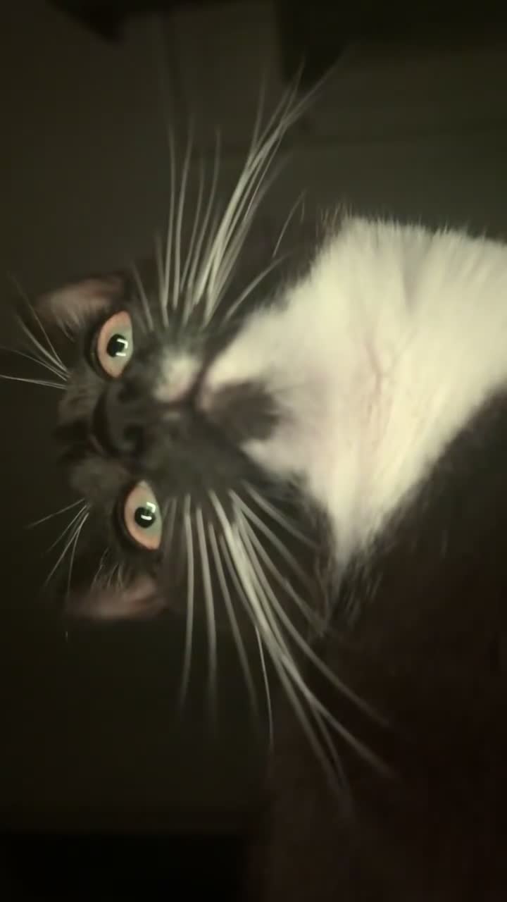 Mixed Breed cats for sale: Arlo and polo - Video 3