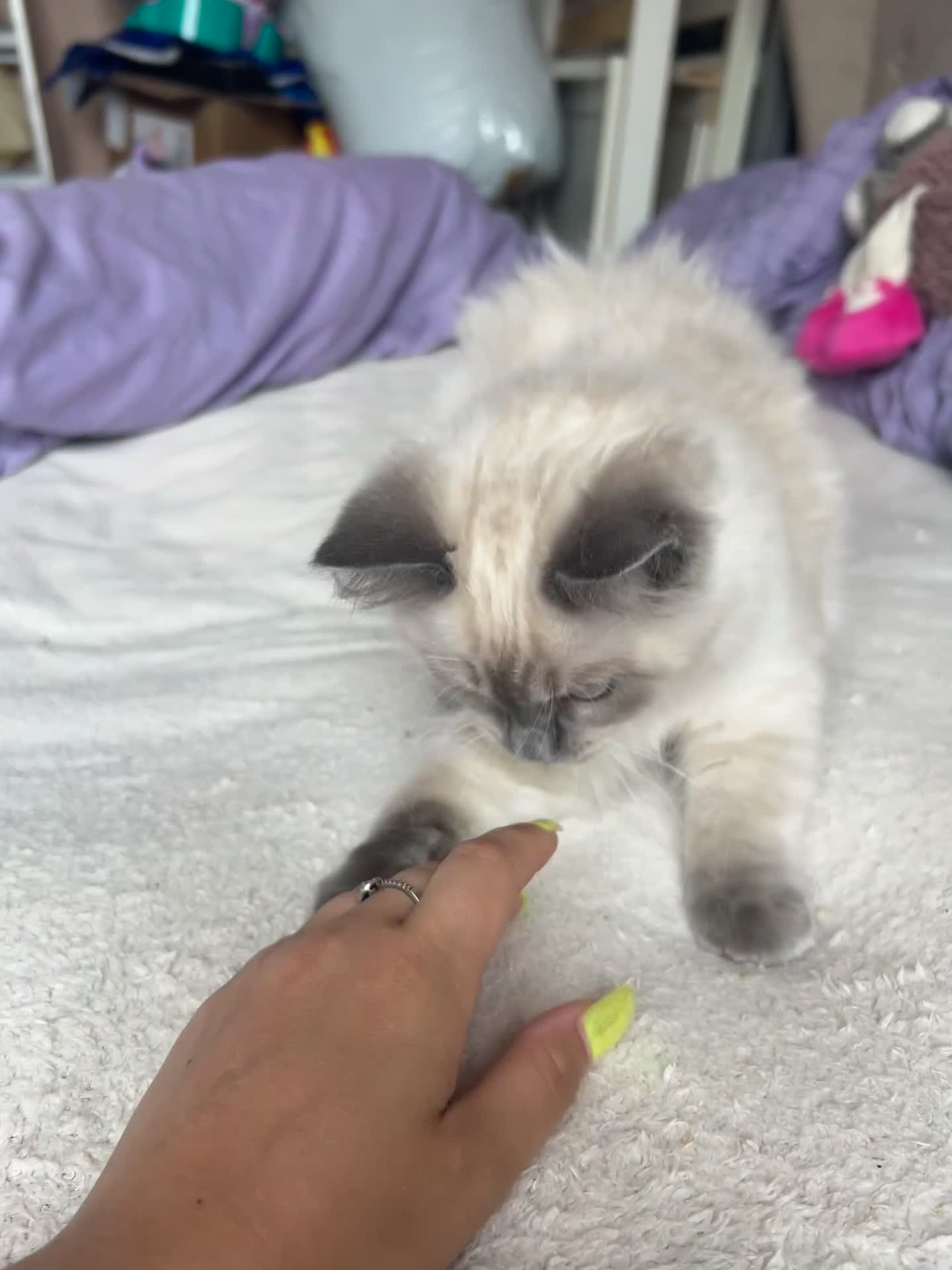Ragdoll cats for sale: 4 pure Ragdoll kittens✨FREE ESSENTIAL STARTER PACK - Video 1