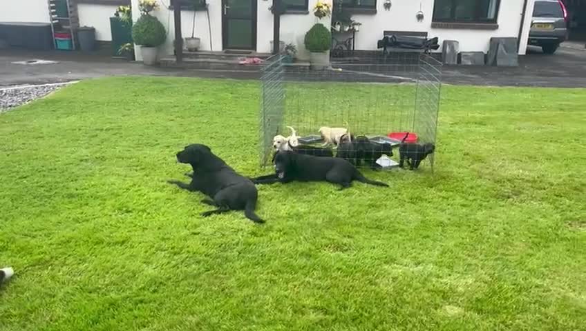 Labrador Retriever dogs for sale: Stunning pedigree labradors - Video 2