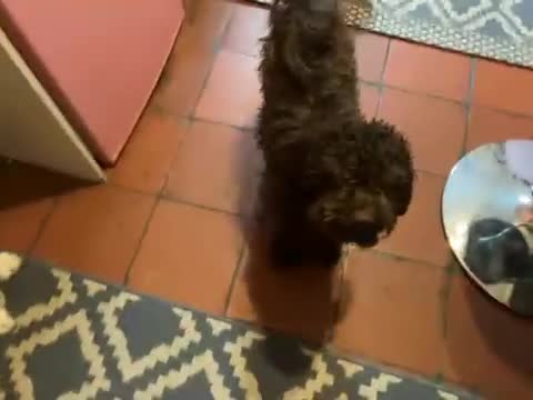 Miniature Poodle dogs for sale: Chocolate poodle  - Video 1