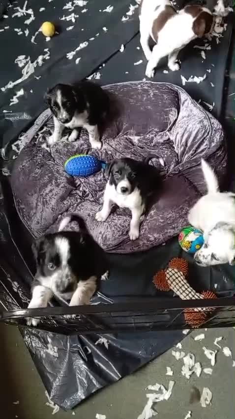 Mixed Breed dogs for sale: Dollie x Long Haired Border Collie Puppies  in Campbeltown - Video 1