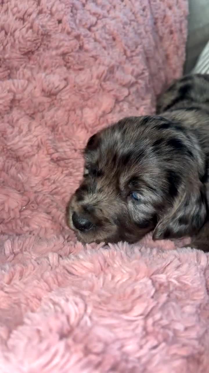 Cocker Spaniel dogs for sale: Cocker spaniel puppies - Video 1