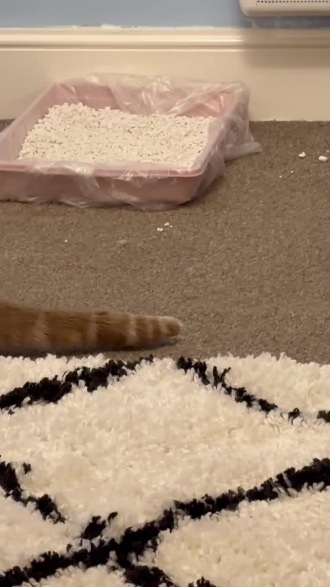 Mixed Breed cats for sale: Lovely ginger female - Video 1