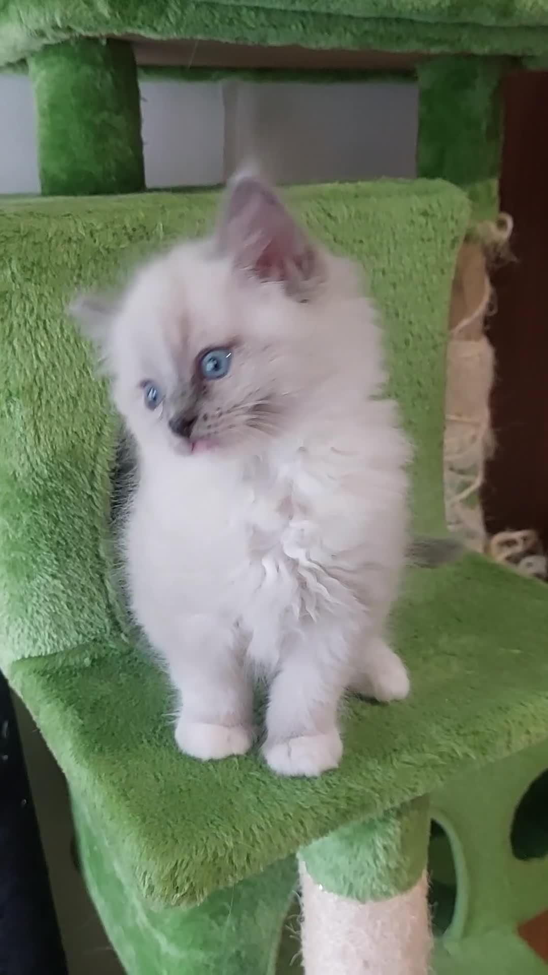 Ragdoll cats for sale: Beautiful and adorable rag dolls. 🐱🐱🐱🐱 - Video 1