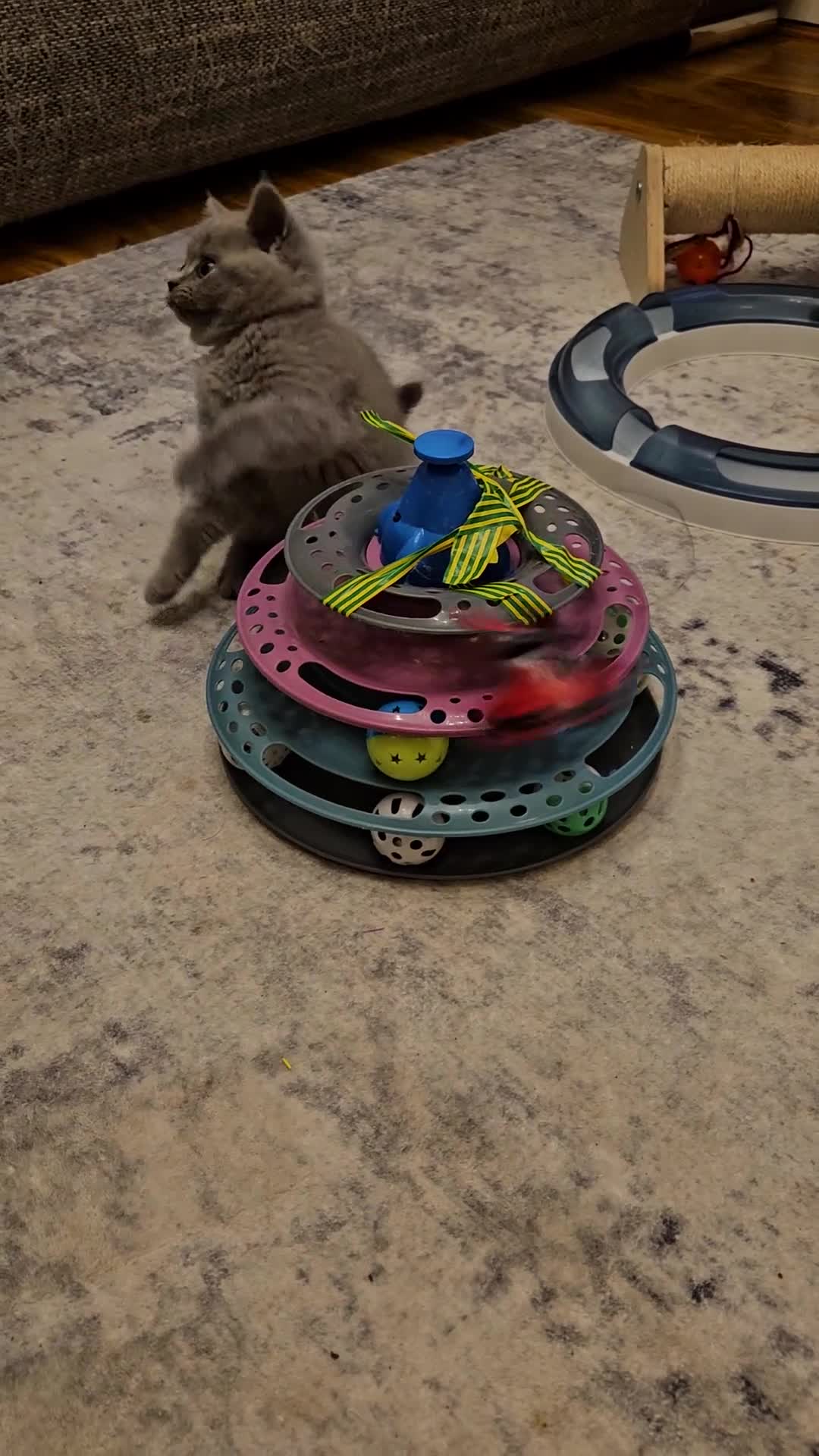 British Shorthair cats for sale: British Blue Shorthair kittens, GCCF pedigree - Video 4