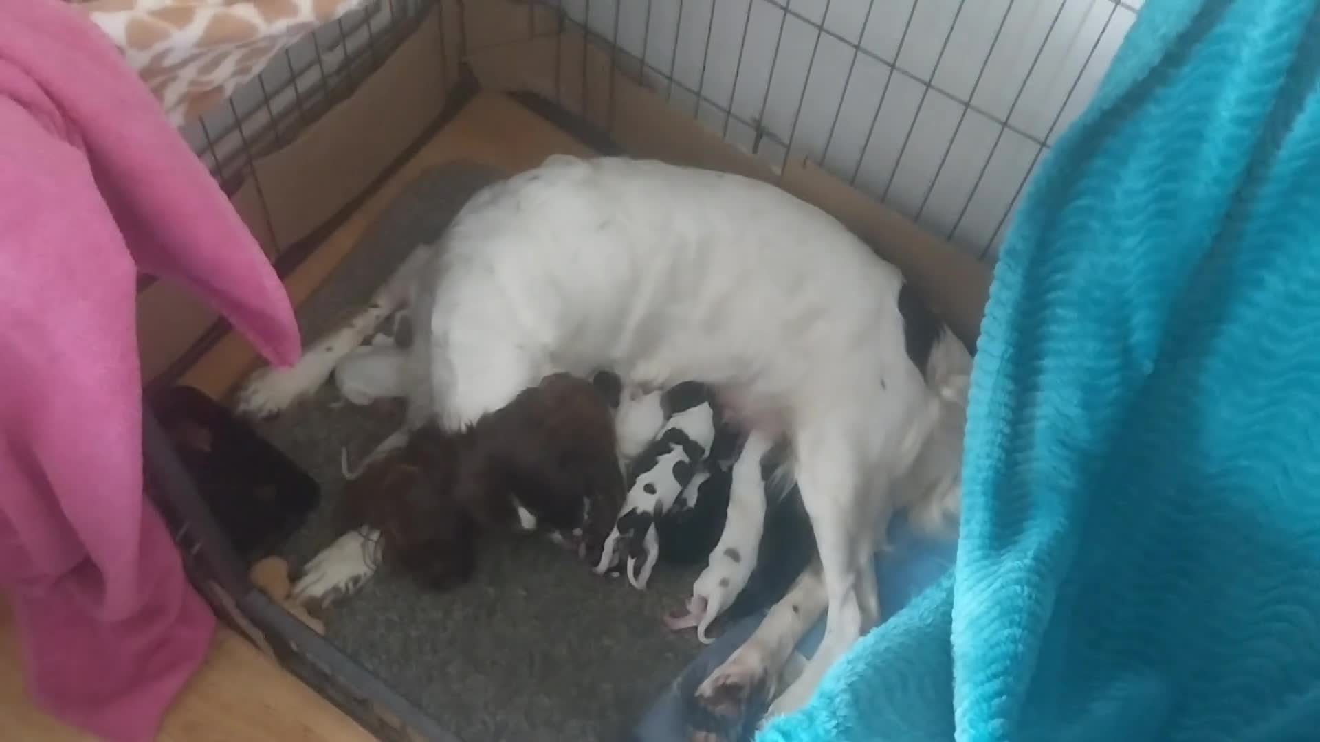 Mixed Breed dogs for sale: English springer spaniels x blue merle lurcher - Video 1