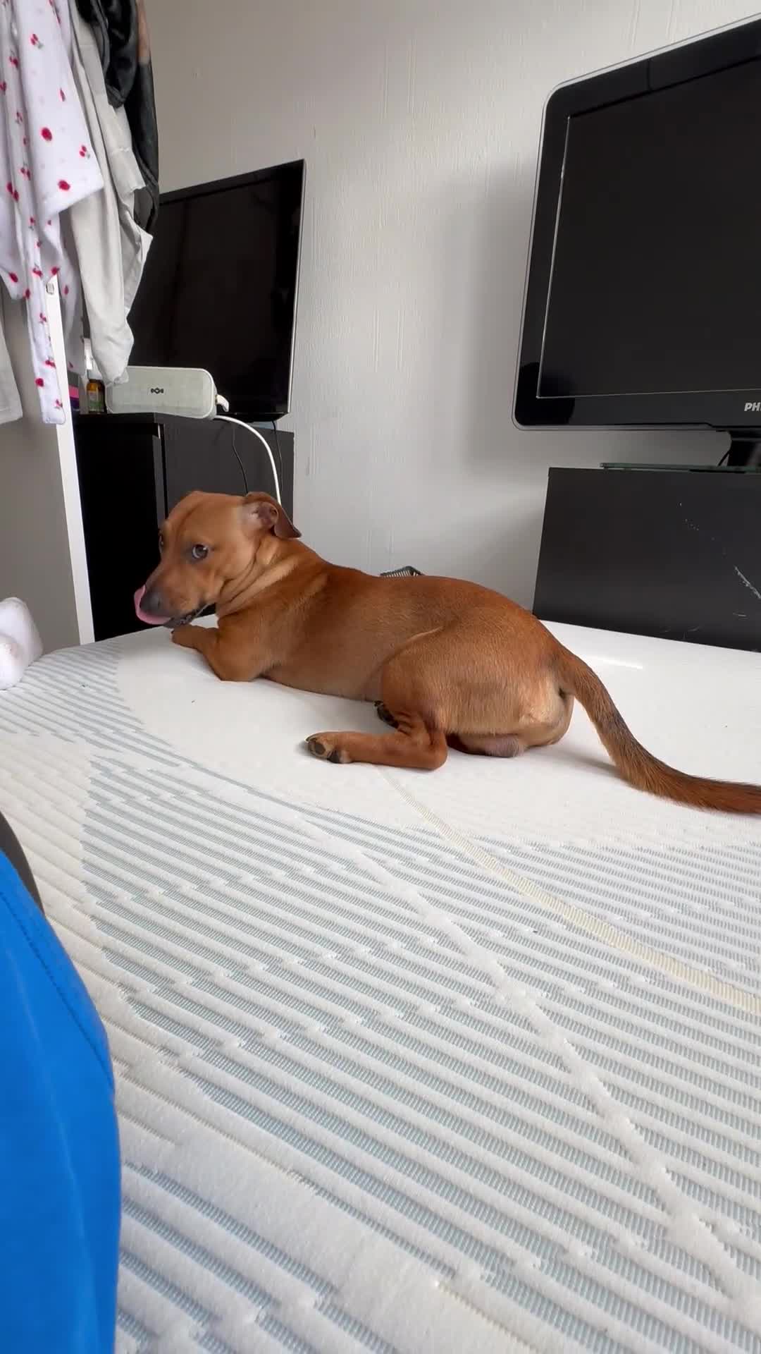 Mixed Breed dogs for sale: Rolo 7months old in Budleigh Salterton - Video 1