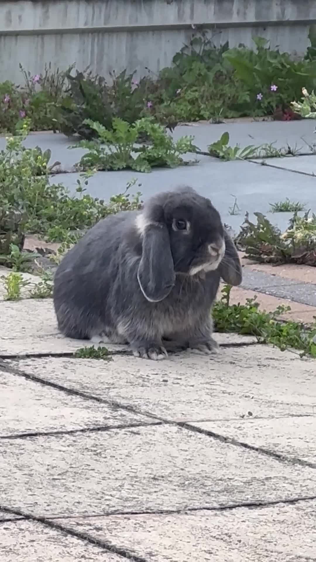Mini Lop rabbits for sale: Gorgeous mini lop male  - Video 1