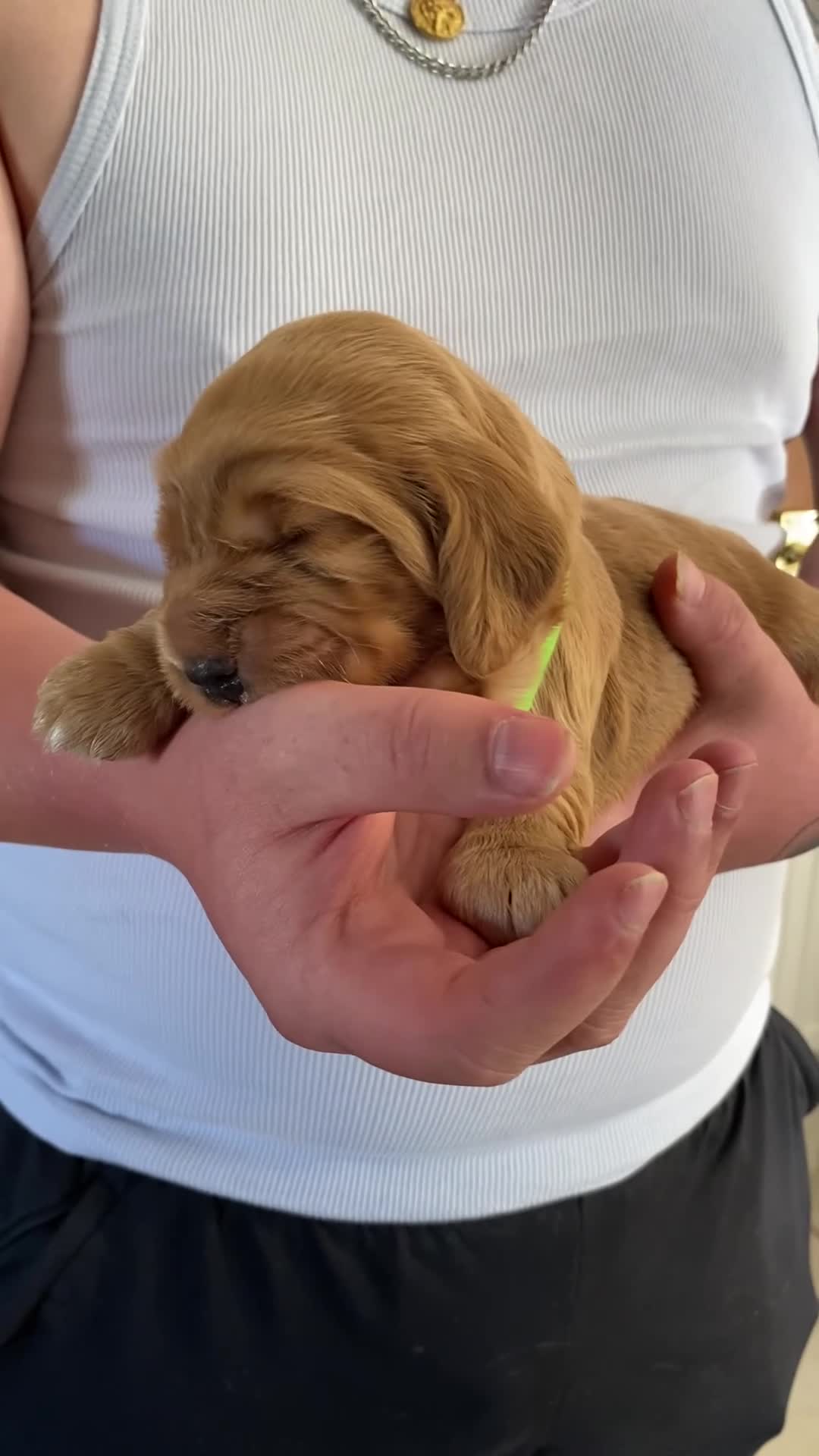 Cocker Spaniel dogs for sale: Show Cocker Puppies - Video 2