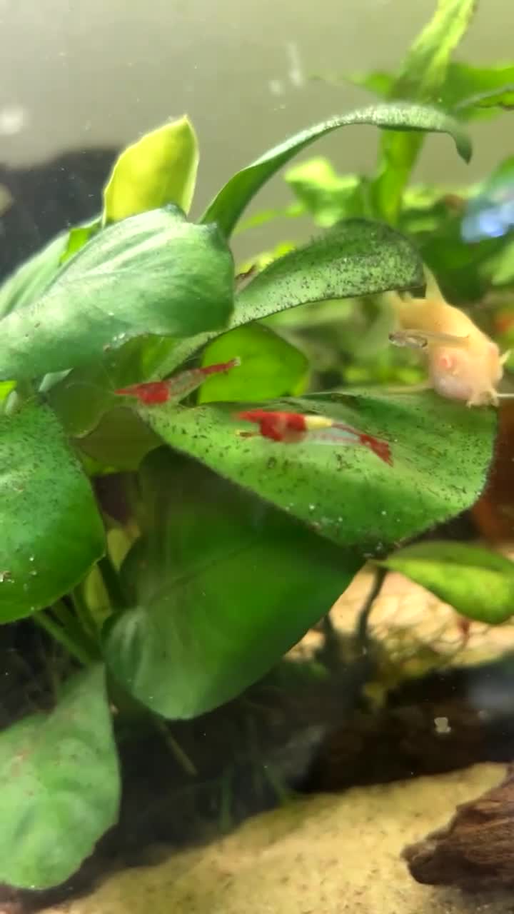 Shrimps fish for sale: Assorted shrimp skittle mix - Video 3