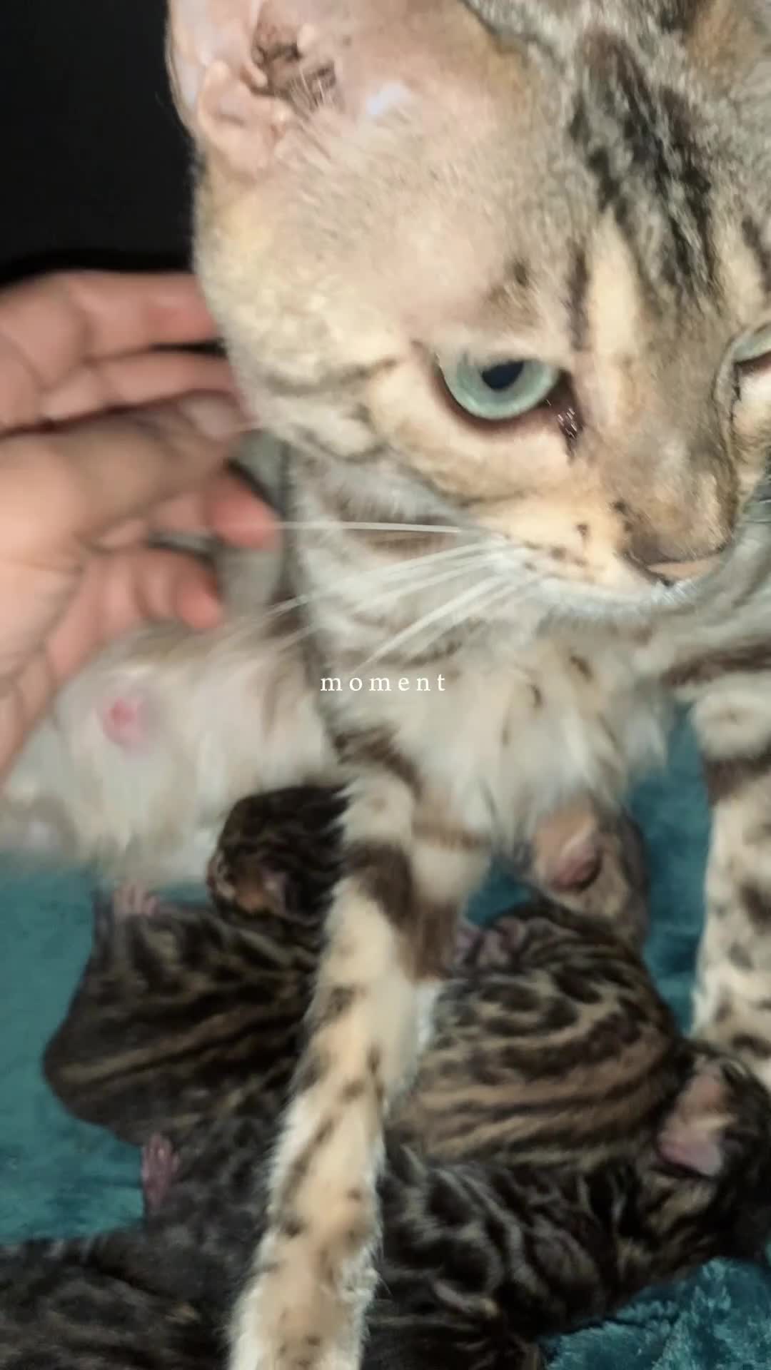 Bengal cats for sale: Pedigree Bengal Kittens  **  - Video 1