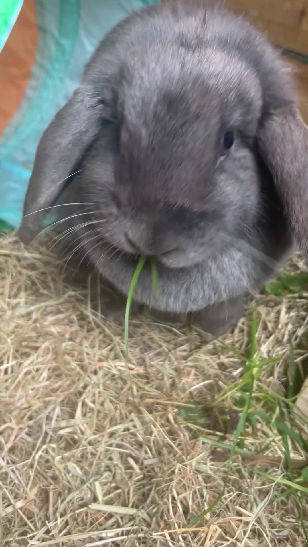 English Lop rabbits for sale: Two beautiful rabbits looking for a new home  in Tamworth - Video 1