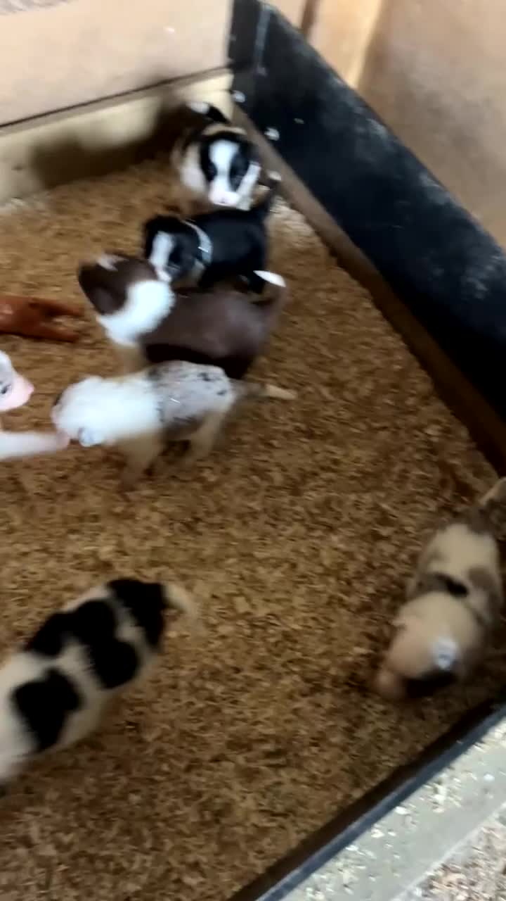 Border Collie dogs for sale: Beautiful Border Collie Puppies  - Video 1